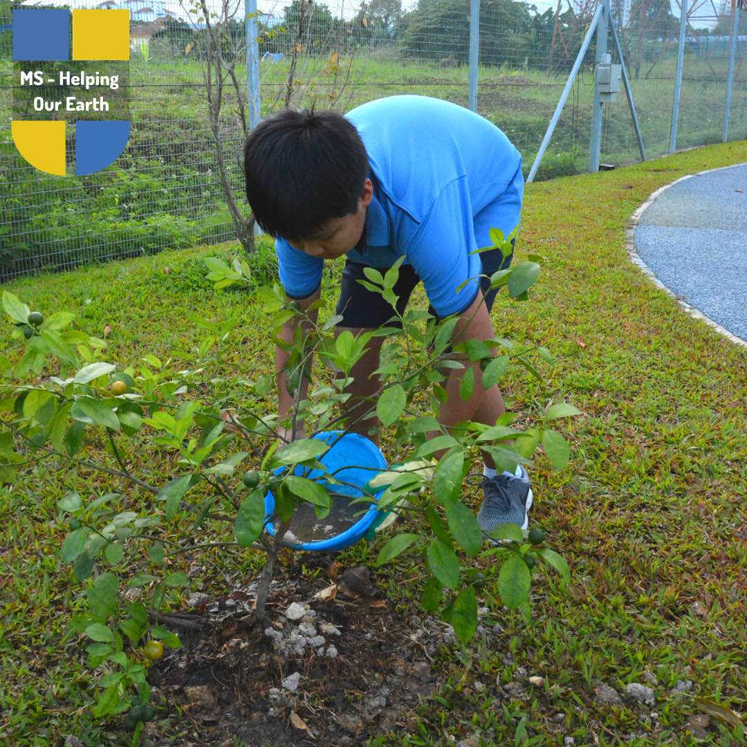ISKL Student planting trees