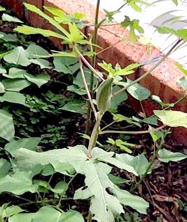 ISKL edible garden project okra
