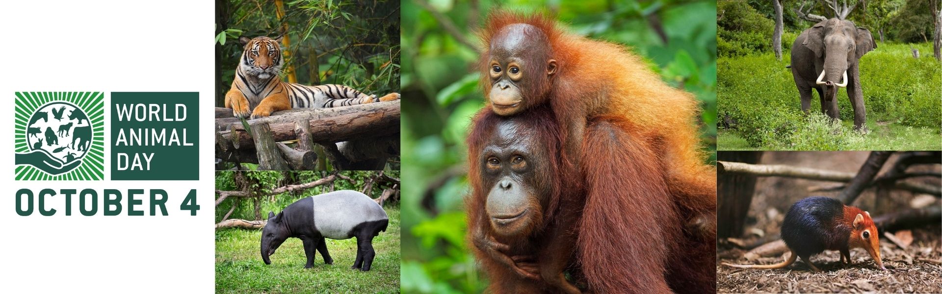 Celebrating Some of Malaysia's Most Beloved Animals - ISKL