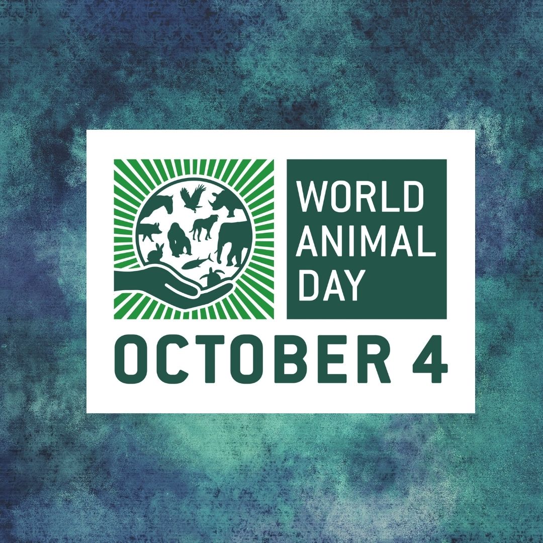 World Animal Day Thumbnail